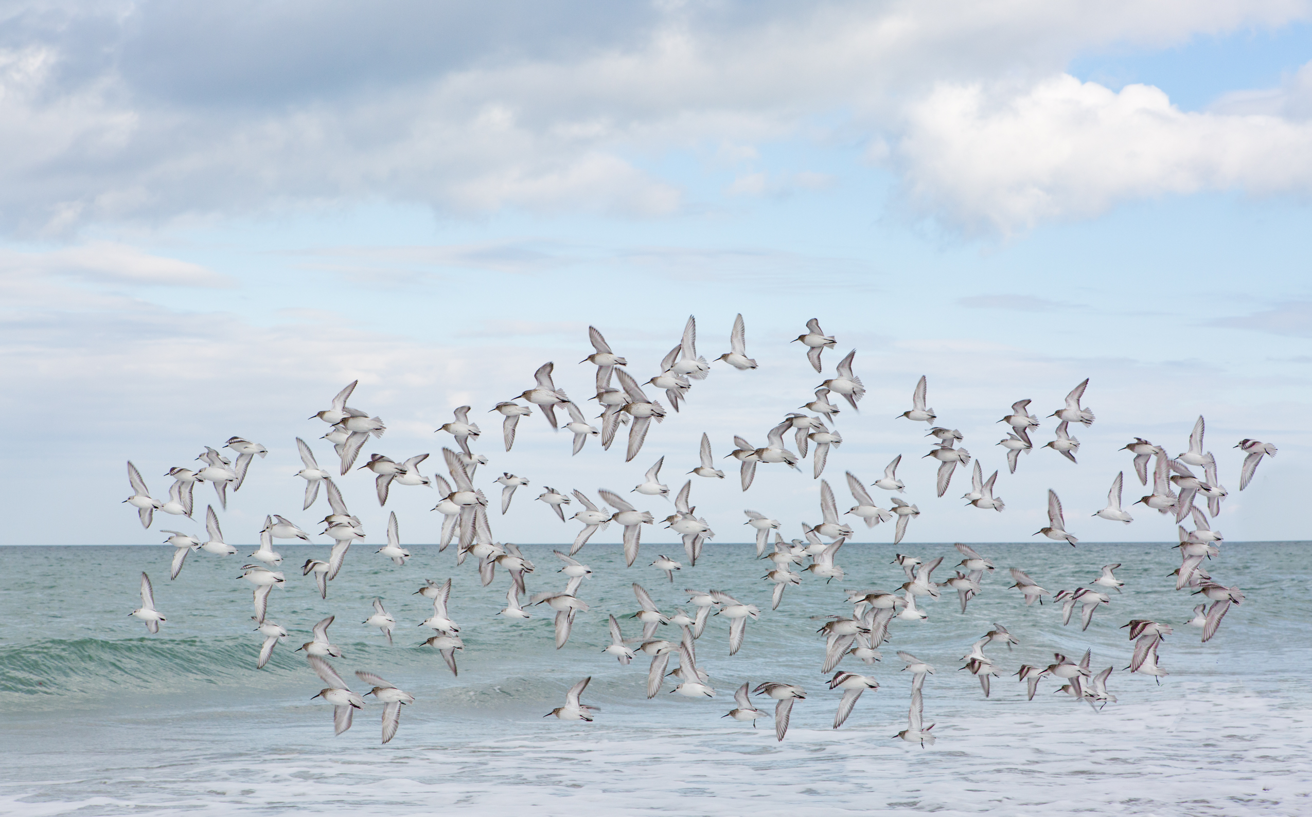 Flock of pipers photograph by Denise Baker